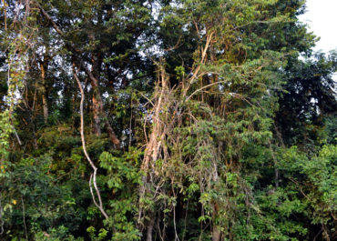 Naturaleza por Caño negro del Guaviare